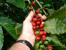 Hand Picking Berry